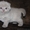 Плюшевые шотландские котята #193498