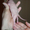 Милые котята канадского сфинкса - <ro>Изображение</ro><ru>Изображение</ru> #2, <ru>Объявление</ru> #207088