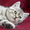 Котёнок из рекламы "Вискас" - <ro>Изображение</ro><ru>Изображение</ru> #2, <ru>Объявление</ru> #202460