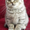 Котёнок из рекламы "Вискас" - <ro>Изображение</ro><ru>Изображение</ru> #1, <ru>Объявление</ru> #202460