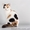 вислоухие и прямоухие котята - <ro>Изображение</ro><ru>Изображение</ru> #2, <ru>Объявление</ru> #204621