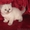 Шотландские котята разных окрасов. - <ro>Изображение</ro><ru>Изображение</ru> #1, <ru>Объявление</ru> #185243