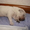 Великолепные щенки голден-ретривера - <ro>Изображение</ro><ru>Изображение</ru> #2, <ru>Объявление</ru> #286321