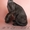 Чёрный котик девон-рекс #286758