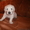 Великолепные щенки голден-ретривера - <ro>Изображение</ro><ru>Изображение</ru> #6, <ru>Объявление</ru> #286321