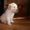 Великолепные щенки голден-ретривера - <ro>Изображение</ro><ru>Изображение</ru> #4, <ru>Объявление</ru> #286321