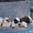 Щенки азиатской овчарки - <ro>Изображение</ro><ru>Изображение</ru> #2, <ru>Объявление</ru> #313680