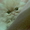 Чистокровные персидские котята - <ro>Изображение</ro><ru>Изображение</ru> #1, <ru>Объявление</ru> #284680