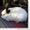Продам элитных кроликов - <ro>Изображение</ro><ru>Изображение</ru> #3, <ru>Объявление</ru> #341552