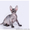 Предлагаются к продаже котята донского сфинкса - <ro>Изображение</ro><ru>Изображение</ru> #1, <ru>Объявление</ru> #378209
