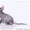 Предлагаются к продаже котята донского сфинкса - <ro>Изображение</ro><ru>Изображение</ru> #3, <ru>Объявление</ru> #378209