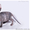 Предлагаются к продаже котята донского сфинкса - <ro>Изображение</ro><ru>Изображение</ru> #4, <ru>Объявление</ru> #378209