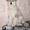 Щенки Аляскинского маламута шоу-класс!!! - <ro>Изображение</ro><ru>Изображение</ru> #1, <ru>Объявление</ru> #382011
