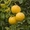 Лимоны,  другие плодовые и лекарственные растения  #369447