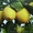 Лимоны, другие плодовые и лекарственные растения  - <ro>Изображение</ro><ru>Изображение</ru> #5, <ru>Объявление</ru> #369447