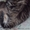 Продам добродушного вислоухого котенка - <ro>Изображение</ro><ru>Изображение</ru> #4, <ru>Объявление</ru> #391057