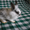 продаются декоративные кролики ангора #417588