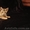 Оцикеты пятнистые  котята  - <ro>Изображение</ro><ru>Изображение</ru> #2, <ru>Объявление</ru> #404373
