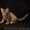 Оцикеты пятнистые  котята  - <ro>Изображение</ro><ru>Изображение</ru> #3, <ru>Объявление</ru> #404373