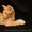 Оцикеты пятнистые  котята  - <ro>Изображение</ro><ru>Изображение</ru> #1, <ru>Объявление</ru> #404373