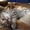 Шотландские котята шоу класса - <ro>Изображение</ro><ru>Изображение</ru> #6, <ru>Объявление</ru> #413804