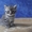 Шотландские котята шоу класса - <ro>Изображение</ro><ru>Изображение</ru> #1, <ru>Объявление</ru> #413804