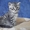Шотландский серебристый чудо-котенок - <ro>Изображение</ro><ru>Изображение</ru> #2, <ru>Объявление</ru> #413811