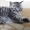 Шотландские котята шоу класса - <ro>Изображение</ro><ru>Изображение</ru> #3, <ru>Объявление</ru> #413804