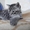 Шотландские котята шоу класса - <ro>Изображение</ro><ru>Изображение</ru> #4, <ru>Объявление</ru> #413804