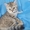 Шотландские котята шоу класса - <ro>Изображение</ro><ru>Изображение</ru> #7, <ru>Объявление</ru> #413804
