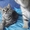 Шотландский серебристый чудо-котенок #413811