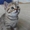 Шотландские котята шоу класса - <ro>Изображение</ro><ru>Изображение</ru> #5, <ru>Объявление</ru> #413804