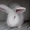Продам кроликов-акселератов - <ro>Изображение</ro><ru>Изображение</ru> #1, <ru>Объявление</ru> #394017