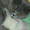 Кошечка шотландская вислоухая.Милая,плюшевая - <ro>Изображение</ro><ru>Изображение</ru> #8, <ru>Объявление</ru> #425549