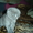 Кошечка шотландская вислоухая.Милая,плюшевая - <ro>Изображение</ro><ru>Изображение</ru> #1, <ru>Объявление</ru> #425549