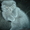 Кошечка шотландская вислоухая.Милая,плюшевая - <ro>Изображение</ro><ru>Изображение</ru> #5, <ru>Объявление</ru> #425549