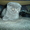 Кошечка шотландская вислоухая.Милая,плюшевая - <ro>Изображение</ro><ru>Изображение</ru> #6, <ru>Объявление</ru> #425549