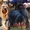 Щенки йоркширского терьера экстра-мини - <ro>Изображение</ro><ru>Изображение</ru> #2, <ru>Объявление</ru> #438976