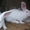 Продам кроликов-акселератов - <ro>Изображение</ro><ru>Изображение</ru> #3, <ru>Объявление</ru> #394017