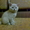 Чистокровный шотландский котенок - <ro>Изображение</ro><ru>Изображение</ru> #2, <ru>Объявление</ru> #481831
