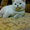 Чистокровный шотландский котенок #481831
