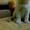 Чистокровный шотландский котенок - <ro>Изображение</ro><ru>Изображение</ru> #4, <ru>Объявление</ru> #481831