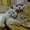 Чистокровный шотландский котенок - <ro>Изображение</ro><ru>Изображение</ru> #3, <ru>Объявление</ru> #481831