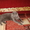 Чистокровный шотландский котенок - <ro>Изображение</ro><ru>Изображение</ru> #5, <ru>Объявление</ru> #481831