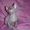 Донской сфинкс котята от чемпионов !!! - <ro>Изображение</ro><ru>Изображение</ru> #3, <ru>Объявление</ru> #393522