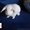 Декоративные крольчата с прививками идокументами - <ro>Изображение</ro><ru>Изображение</ru> #1, <ru>Объявление</ru> #480105