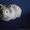 Декоративные крольчата с прививками идокументами #480105