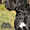 Щенки кане корсо из питомника Stella Pandora - <ro>Изображение</ro><ru>Изображение</ru> #2, <ru>Объявление</ru> #469552