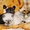 Шотландские плюшевые котята от титулованных родителей #487568