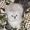 Шотландские котята от титулованніх родителей - <ro>Изображение</ro><ru>Изображение</ru> #1, <ru>Объявление</ru> #517214